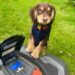 Are Robot mowers safe for pets. Featuring basil the dog
