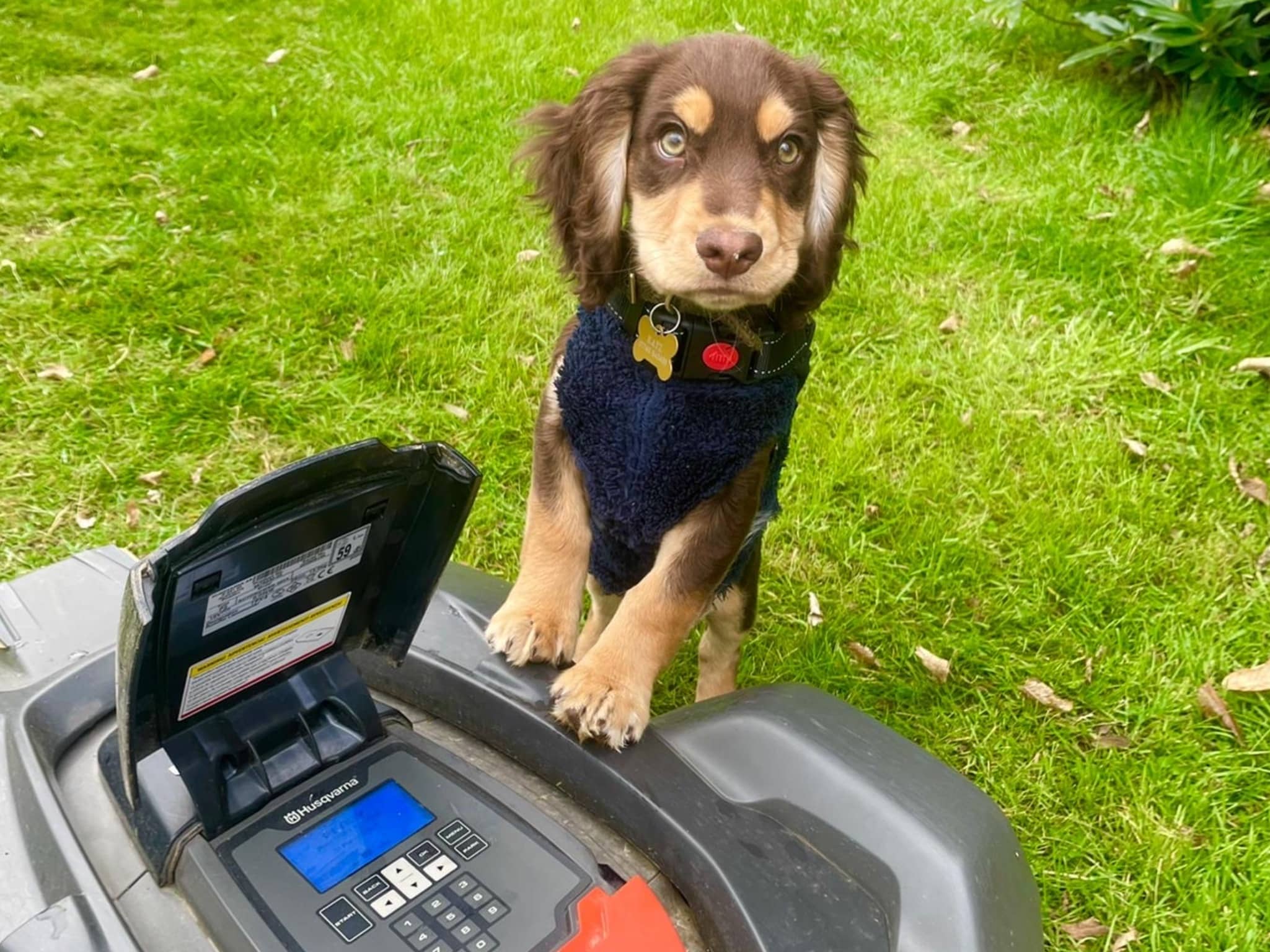Are Dogs Safe Near Robot Mowers?