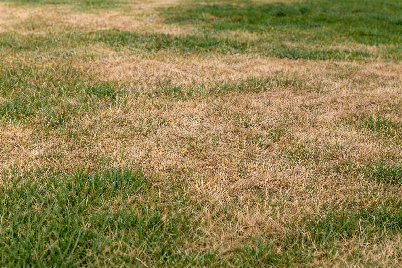 Leatherjackets in UK Lawns Explained: Why They’re Worsening and How to Stop the Damage in 2026